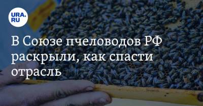 В Союзе пчеловодов РФ раскрыли, как спасти отрасль. Ответ Минсельхоза РФ - ura.news
