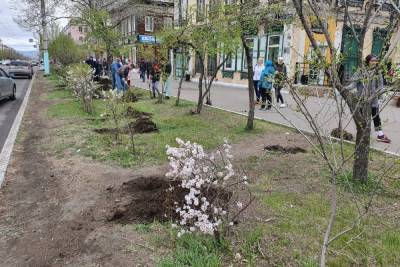 Журналисты присоединились к восстановлению аллеи по улице Ленина в Чите - mk.ru - Чита - Экология