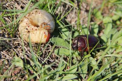 Майский жук: каким растениям угрожает и как бороться с его личинками - skuke.net