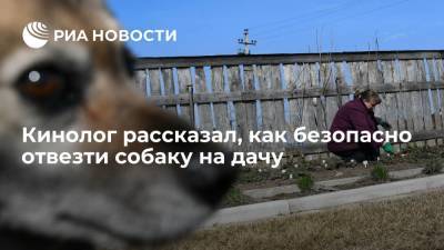 Владимир Голубев - Кинолог рассказал, как безопасно отвезти собаку на дачу - ria.ru - Москва - Россия
