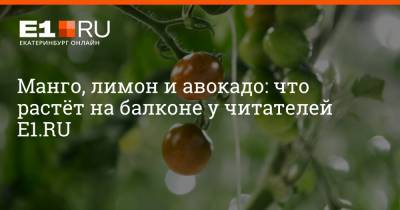 Артем Устюжанин - Манго, лимон и авокадо: что растёт на балконе у читателей Е1.RU - e1.ru - Екатеринбург