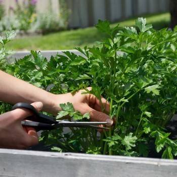 Выращивание петрушки попало под запрет? - vologda-poisk.ru