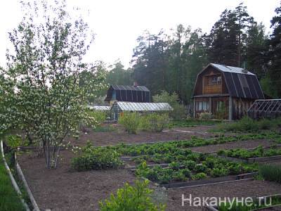 За петрушку на даче могут посадить? Юрист объяснил ситуацию с ее запретом - nakanune.ru - Запрет