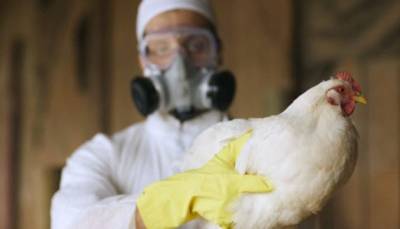 Китайские эксперты полагают, что птичий грипп H5N8 может вызвать пандемию - hubs.ua - Южная Корея - Япония - Монголия