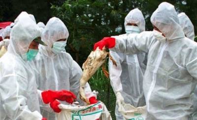 Николай Вавилов - Гао Фу - Очередная вспышка птичьего гриппа в Китае грозит миру новой пандемией - eadaily.com