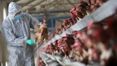 Китайские ученые предупреждают, что птичий грипп может вызвать еще одну пандемию - unn.com.ua - Китай - Южная Корея - Киев - Япония - Монголия