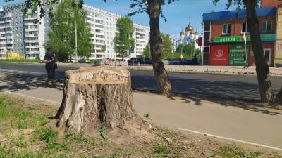 Сыктывкарцы смогут дать вторую жизнь старому пню - komiinform.ru - респ. Коми