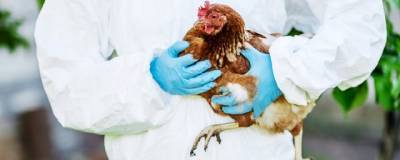 Китайские ученые предсказали пандемию птичьего гриппа - runews24.ru - Южная Корея - Япония - Монголия