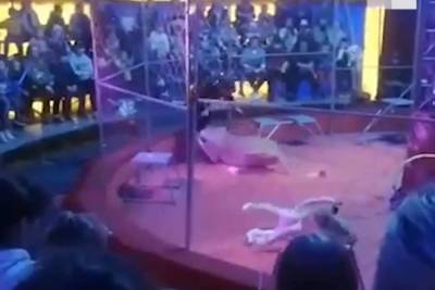 Львица напала на дрессировщика во время представления под Новосибирском - mk.ru - Новосибирск