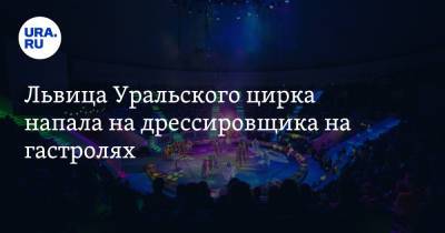 Львица Уральского цирка напала на дрессировщика на гастролях - ura.news - Челябинская обл. - Новосибирская обл.