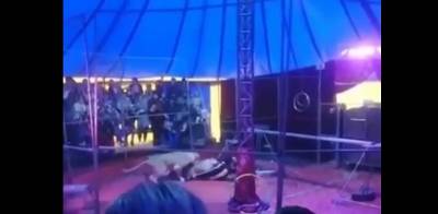 В цирке в Мошково Новосибирской области России львицы напали на дрессировщика и порвали ему руку - видео - ТЕЛЕГРАФ - telegraf.com.ua - Россия - Новосибирская обл. - Нападение