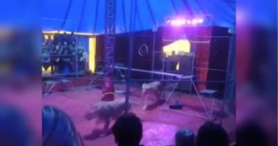 Леви напали на дресирувальника під час вистави в цирку: кривава драма потрапила на відео - fakty.ua - Украина