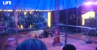 Львица напала на дрессировщика во время циркового представления под Новосибирском - reendex.ru - Новосибирск - Новосибирская обл.