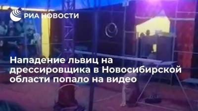 Нападение львиц на дрессировщика в Новосибирской области попало на видео - ria.ru - Новосибирск - Новосибирская обл.