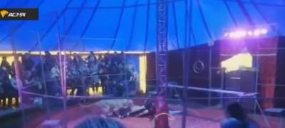 Львица напала на дрессировщика во время выступления в цирке (ВИДЕО 18+) - stolicaonego.ru - Новосибирск - Новосибирская обл.