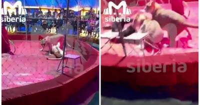 Львица напала на дрессировщика во время выступления в российском цирке (видео) - focus.ua - Россия - Новосибирск - Нападение