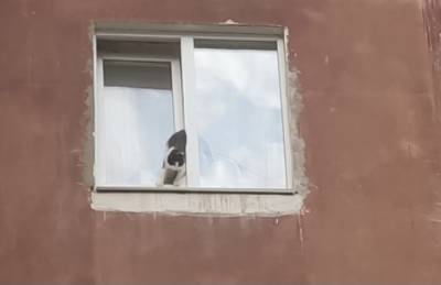 «Он умер у хозяина на руках»: В Уфе скончался кот, застрявший в оконной раме, пока хозяев не было дома - ufacitynews.ru - Уфа