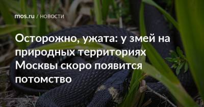 Осторожно, ужата: у змей на природных территориях Москвы скоро появится потомство - mos.ru - Москва