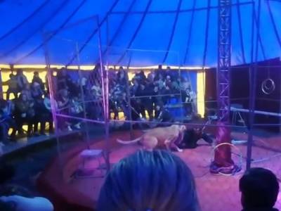 «Был дикий рев»: львицы из южноуральского цирка-шапито напали на дрессировщика - u24.ru - Новосибирская обл. - Копейск
