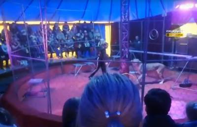 На дрессировщика в Новосибирской области во время представления напала львица (Видео) - ont.by - Новосибирск - Новосибирская обл. - Уральск