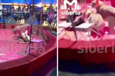 Львица напала на дрессировщика во время выступления в цирке. ВИДЕО - from-ua.com - Новосибирск