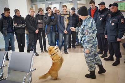 Полицейский корги из Нижнего Новгорода стал актером - vgoroden.ru - Нижегородская обл. - Нижний Новгород - Подольск