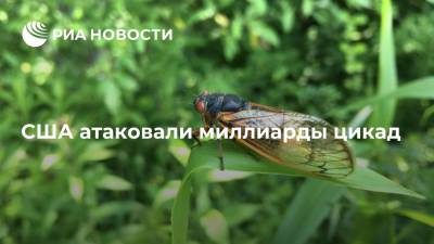 США атаковали миллиарды цикад - ria.ru - Москва - США - штат Теннесси - шт. Джорджия - шт. Мэриленд