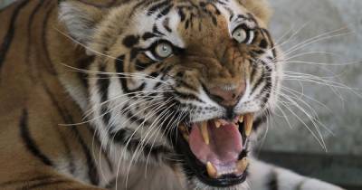 В Индии тигрица убила работника зоопарка - tsn.ua - Индия - Черниговская обл.