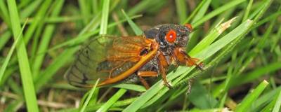 Вирджиния - Миллиарды красноглазых цикад атаковали США - runews24.ru - шт. Джорджия - шт. Мэриленд