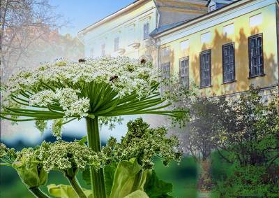 Роман Юнеман - Москвичи выкопали борщевик рядом с усадьбой Знаменское-Садки в Битцевском лесу - mskgazeta.ru - Москва