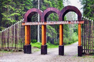 В выборгской библиотеке рассказали о Линдуловской лиственничной роще - ivbg.ru - Ленинградская обл. - Выборг