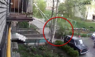 Береза упала на женщину в Петрозаводске, разломавшись напополам - gubdaily.ru - Петрозаводск
