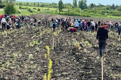 В зоне ООС львовские волонтеры высадили саженцы крымской сосны - real-vin.com - Украина - Луганская обл. - Львов - Львовская обл. - Северодонецк