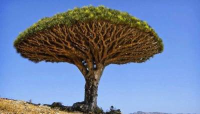 Уникальное ''Драконово дерево'' которое живет тысячи лет » Тут гонева НЕТ! - skuke.net