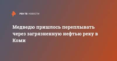 Медведю пришлось переплывать через загрязненную нефтью реку в Коми - ren.tv - респ. Коми - Экология