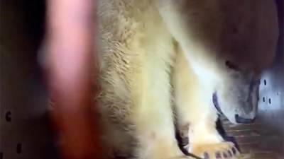 Появилось видео доставки из Якутии в Москву спасенной белой медведицы - iz.ru - Москва - респ. Саха - Якутск