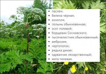 Дачников вновь грозят штрафовать до 5000 рублей - vologda-poisk.ru - Москва