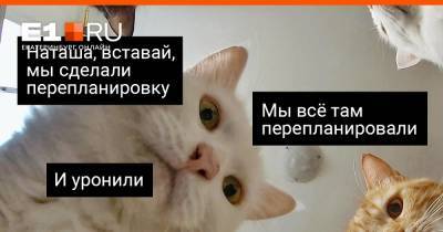 Даже кошек толком не развести: проверьте, что можно, а что нельзя делать в собственной квартире - e1.ru - Екатеринбург