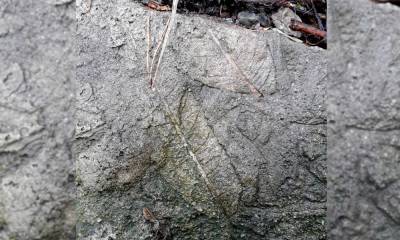 Грецкий орех и ликвидамбар: томич нашел камень с отпечатками растений времен палеогена - tv2.today