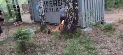 МЧС запретило стройку в лесу Мичуринского района из-за пожарной опасности - znak.com - Екатеринбург