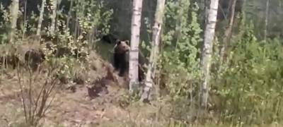Медведь продолжает бродить рядом с домами в городе горняков Карелии (ВИДЕО) - stolicaonego.ru - республика Карелия