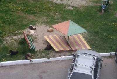В Брянске стая собак оккупировала детскую площадку во дворе дома - 7info.ru - Брянск