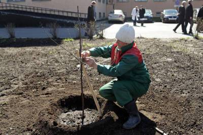 Николай Бондаренко - Более 50 тысяч кустов и 6 тысяч деревьев высадили в Петербурге весной - neva.today - Санкт-Петербург - Благоустройство