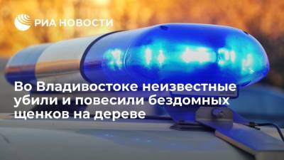 Во Владивостоке неизвестные убили и повесили бездомных щенков на дереве - ria.ru - Россия - Приморье край - Владивосток