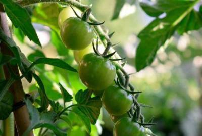 Как вырастить много томатов в «окопе»: ленивый способ - skuke.net