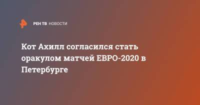Кот Ахилл согласился стать оракулом матчей ЕВРО-2020 в Петербурге - ren.tv - Санкт-Петербург