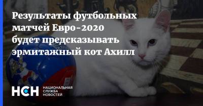 Результаты футбольных матчей Евро-2020 будет предсказывать эрмитажный кот Ахилл - nsn.fm - Санкт-Петербург