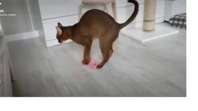 Петербургская кошка Алиса моет полы и учит этому своих котят - piter.tv
