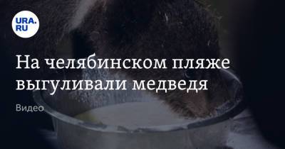 Виталий Безруков - На челябинском пляже выгуливали медведя. Видео - ura.news - Челябинская обл.