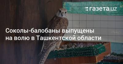 Соколы-балобаны выпущены на волю в Ташкентской области - gazeta.uz - Узбекистан